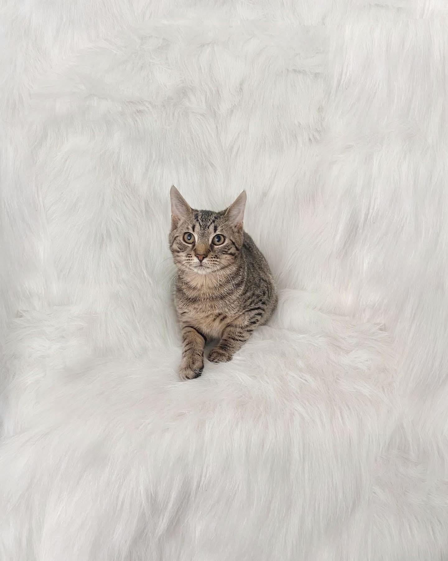 Enlarge Cinnabon, a ADOPTABLE Domestic Short Hair in Reading, PA image 1/1