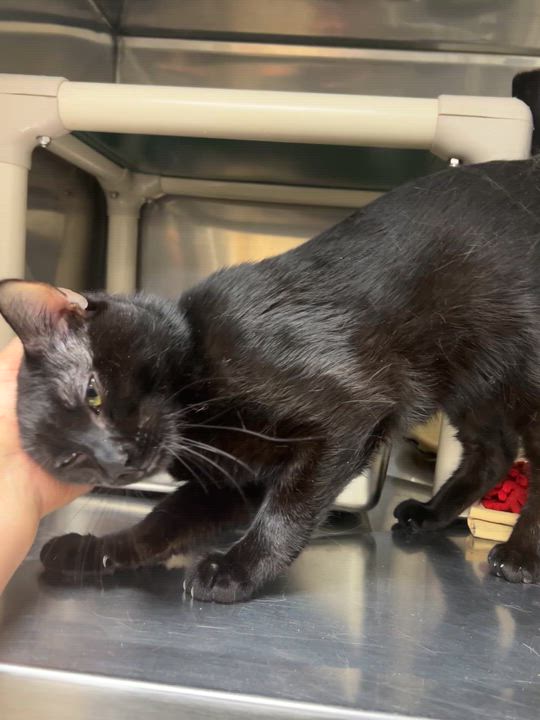 Enlarge Mahogany, a Adoptable mixed breed in Montville, NJ video 3/4