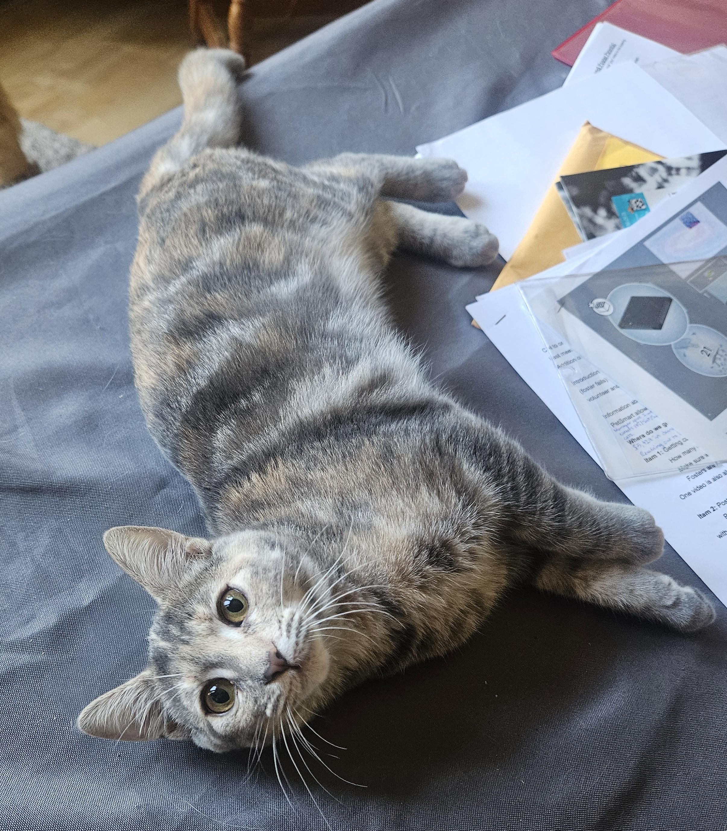 Enlarge Venus, a Adopted Dilute Tortoiseshell in Vacaville, CA image 2/5