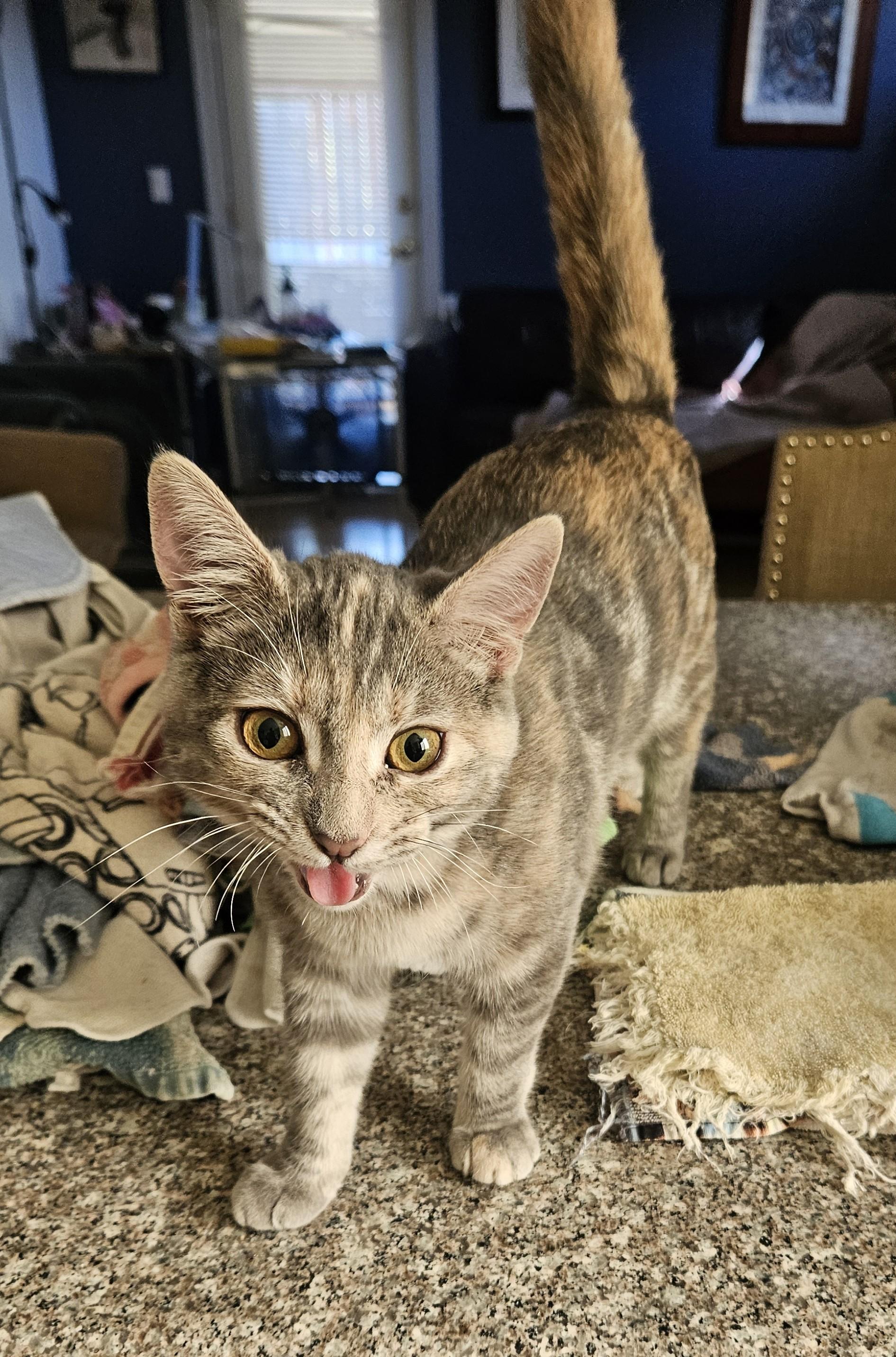 Enlarge Venus, a Adopted Dilute Tortoiseshell in Vacaville, CA image 3/5