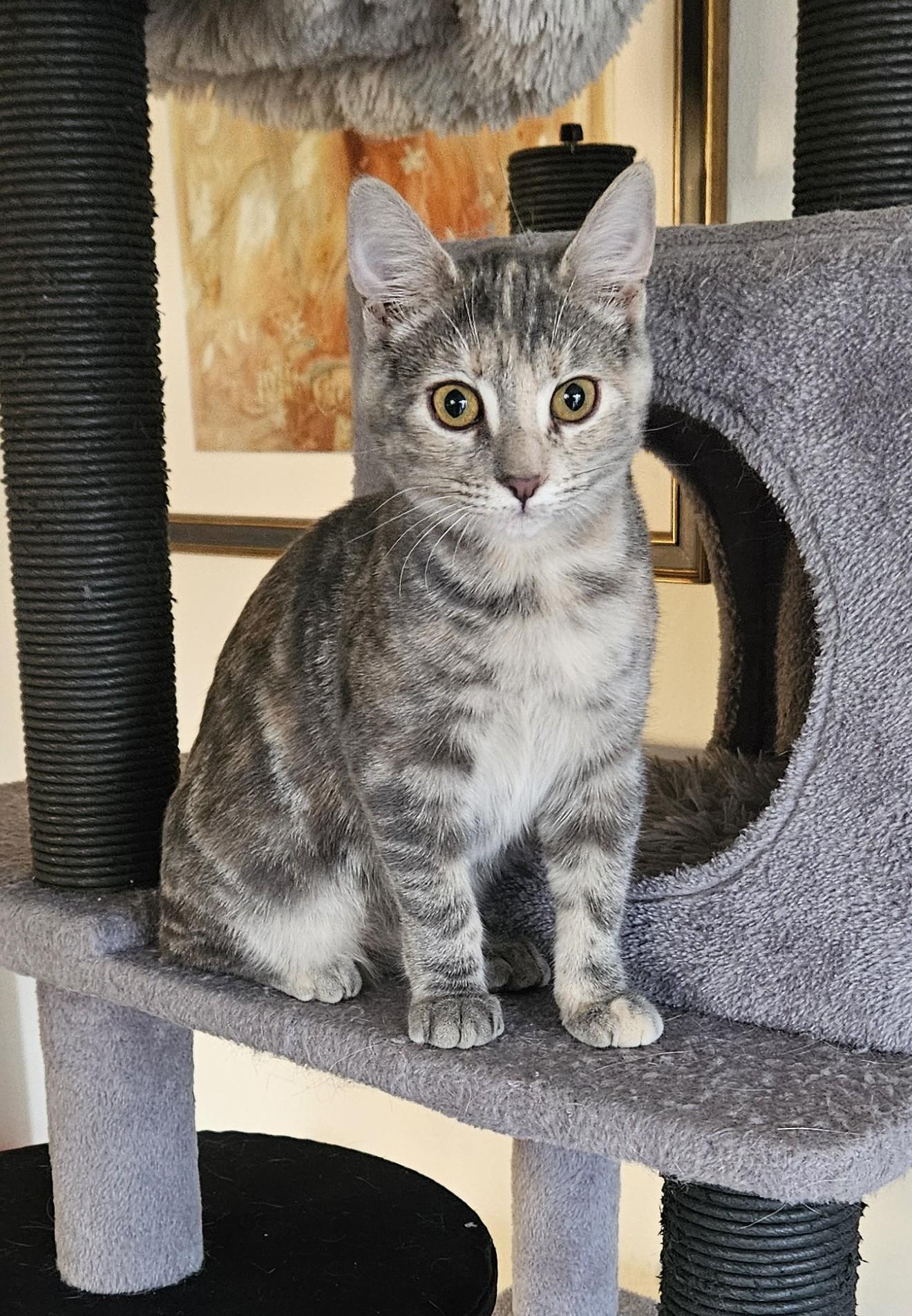 Enlarge Venus, a Adopted Dilute Tortoiseshell in Vacaville, CA image 1/5