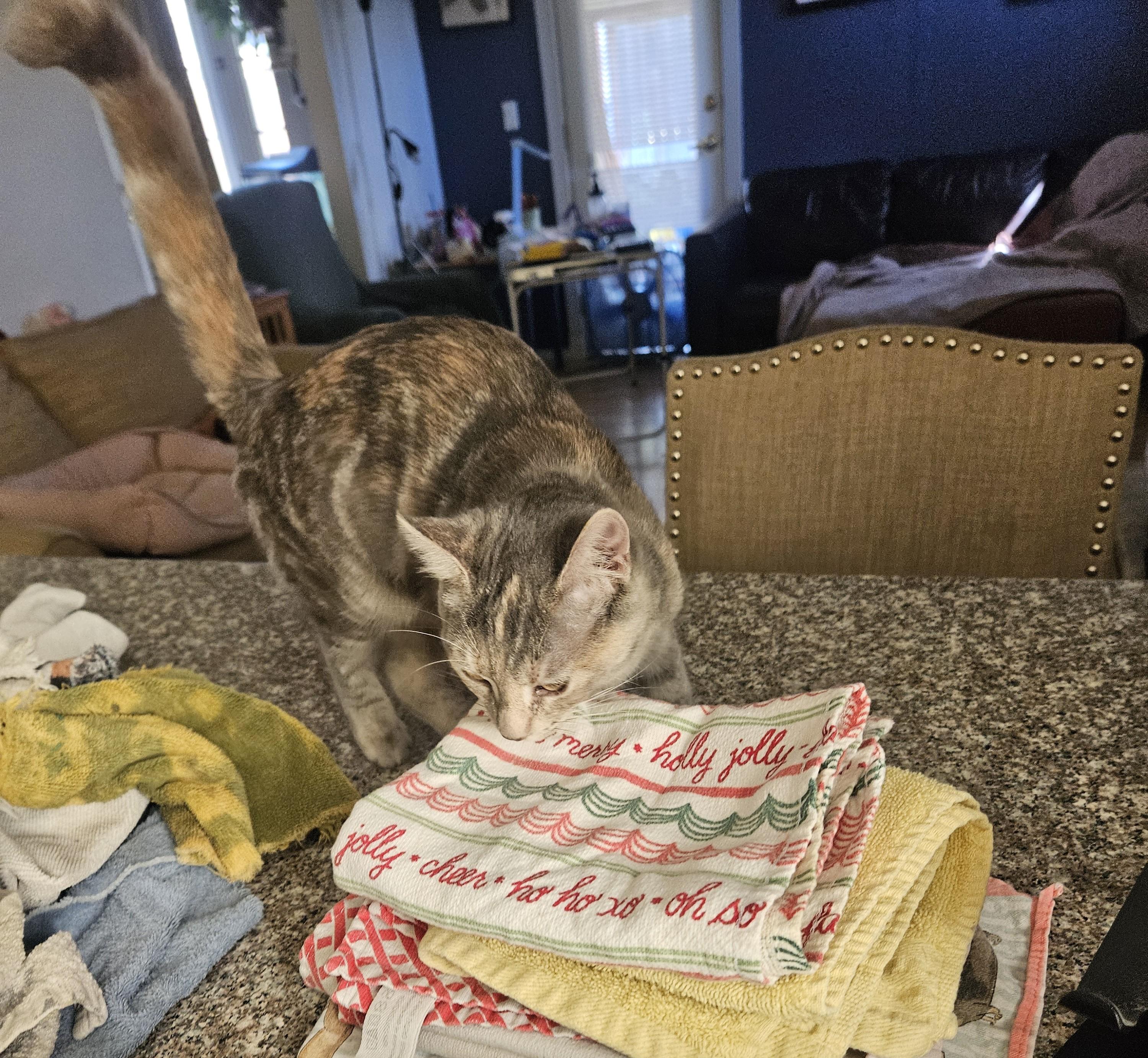 Enlarge Venus, a Adopted Dilute Tortoiseshell in Vacaville, CA image 4/5