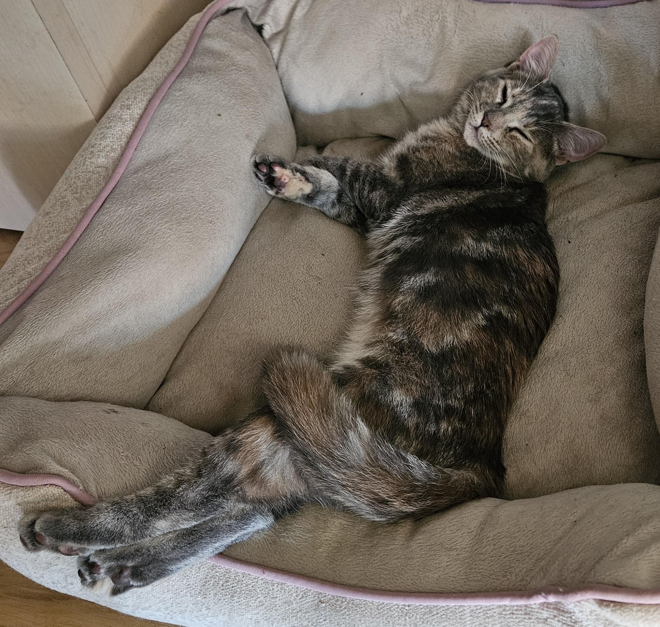 Enlarge Venus, a Adopted Dilute Tortoiseshell in Vacaville, CA image 5/5