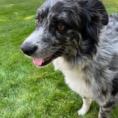 Harry, Adopted, Young Male Australian Shepherd.