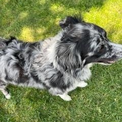 Enlarge Harry, a Adopted mixed breed in Meeker, CO image 2/3