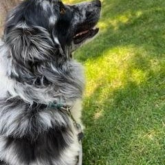 Enlarge Harry, a Adopted mixed breed in Meeker, CO image 3/3