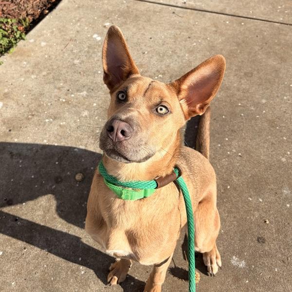 Boeing, Adoptable, Young Female Pharaoh Hound & Shepherd.