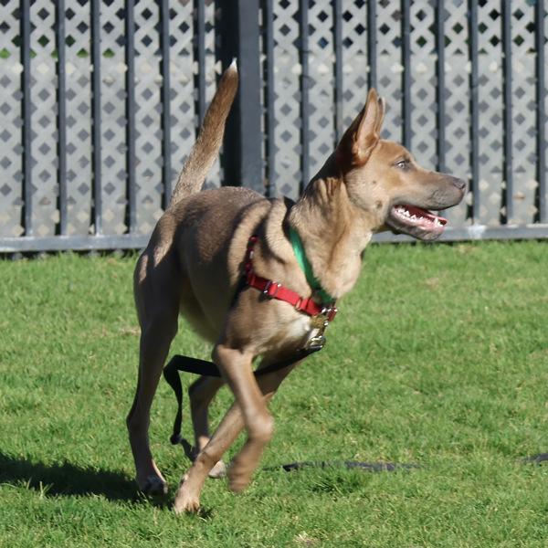 Enlarge Boeing, a Adoptable mixed breed in Dublin, CA image 2/6