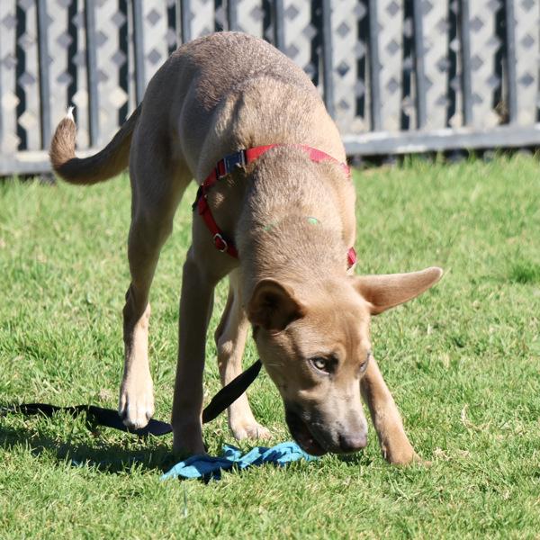 Enlarge Boeing, a Adoptable mixed breed in Dublin, CA image 3/6