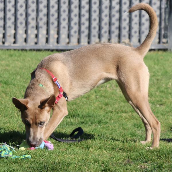 Enlarge Boeing, a Adoptable mixed breed in Dublin, CA image 4/6