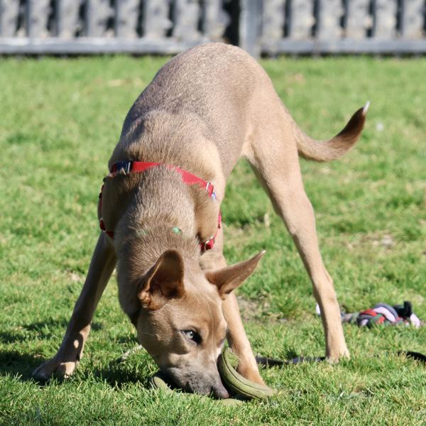 Enlarge Boeing, a Adoptable mixed breed in Dublin, CA image 5/6