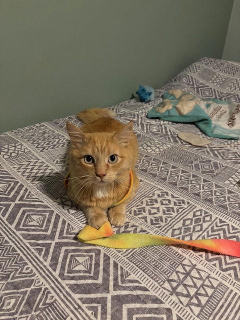 Mojave, Adoptable, Adult Male Domestic Medium Hair.