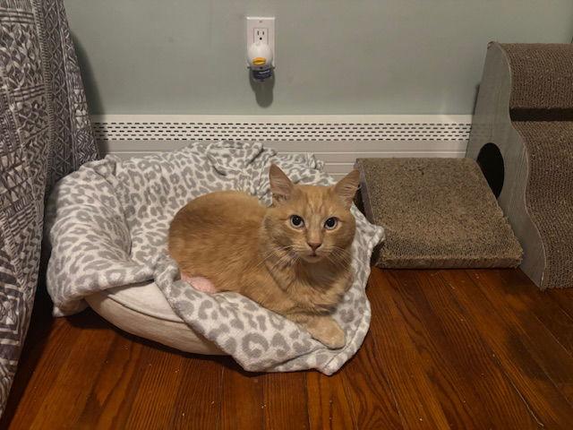 Enlarge Mojave, a Adoptable Domestic Medium Hair in Naugatuck, CT image 2/3