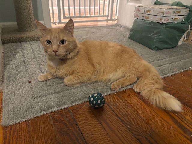 Enlarge Mojave, a Adoptable Domestic Medium Hair in Naugatuck, CT image 3/3