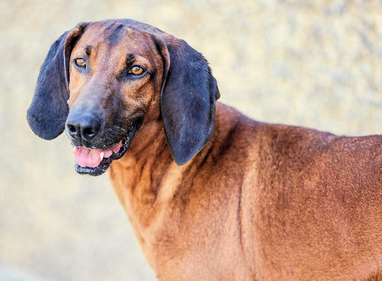 Ferris Bueller (CA), a Adoptable Redbone Coonhound in Jackson, CA image 1/3
