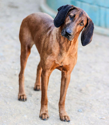 Ferris Bueller (CA), a Adoptable Redbone Coonhound in Jackson, CA image 2/3