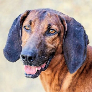 Ferris Bueller (CA), a Adoptable Redbone Coonhound in Jackson, CA image 3/3