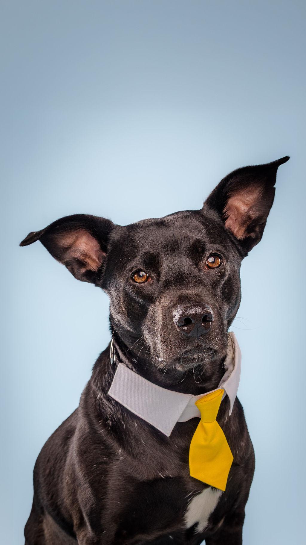 Happy, Adoptable, Adult Male Black Labrador Retriever.
