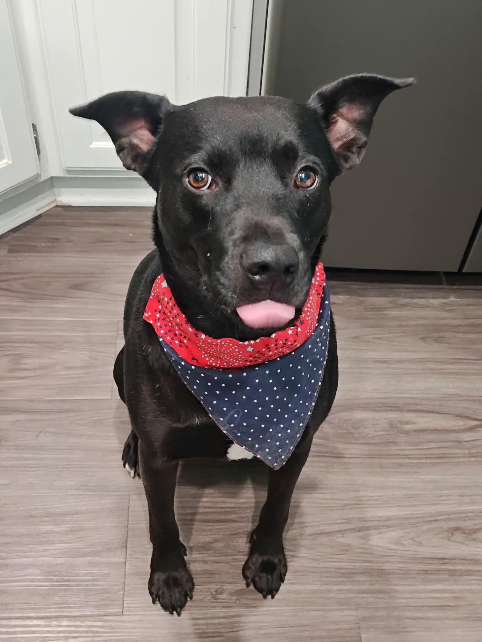 Enlarge Happy, a Adoptable mixed breed in Columbia, MO image 2/5
