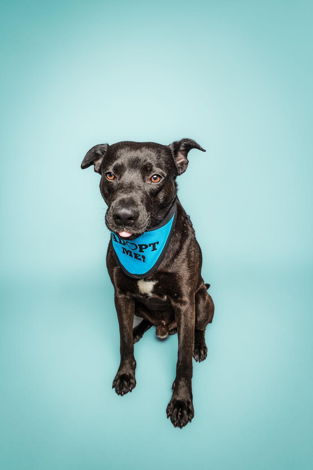 Enlarge Happy, a Adoptable mixed breed in Columbia, MO image 4/5
