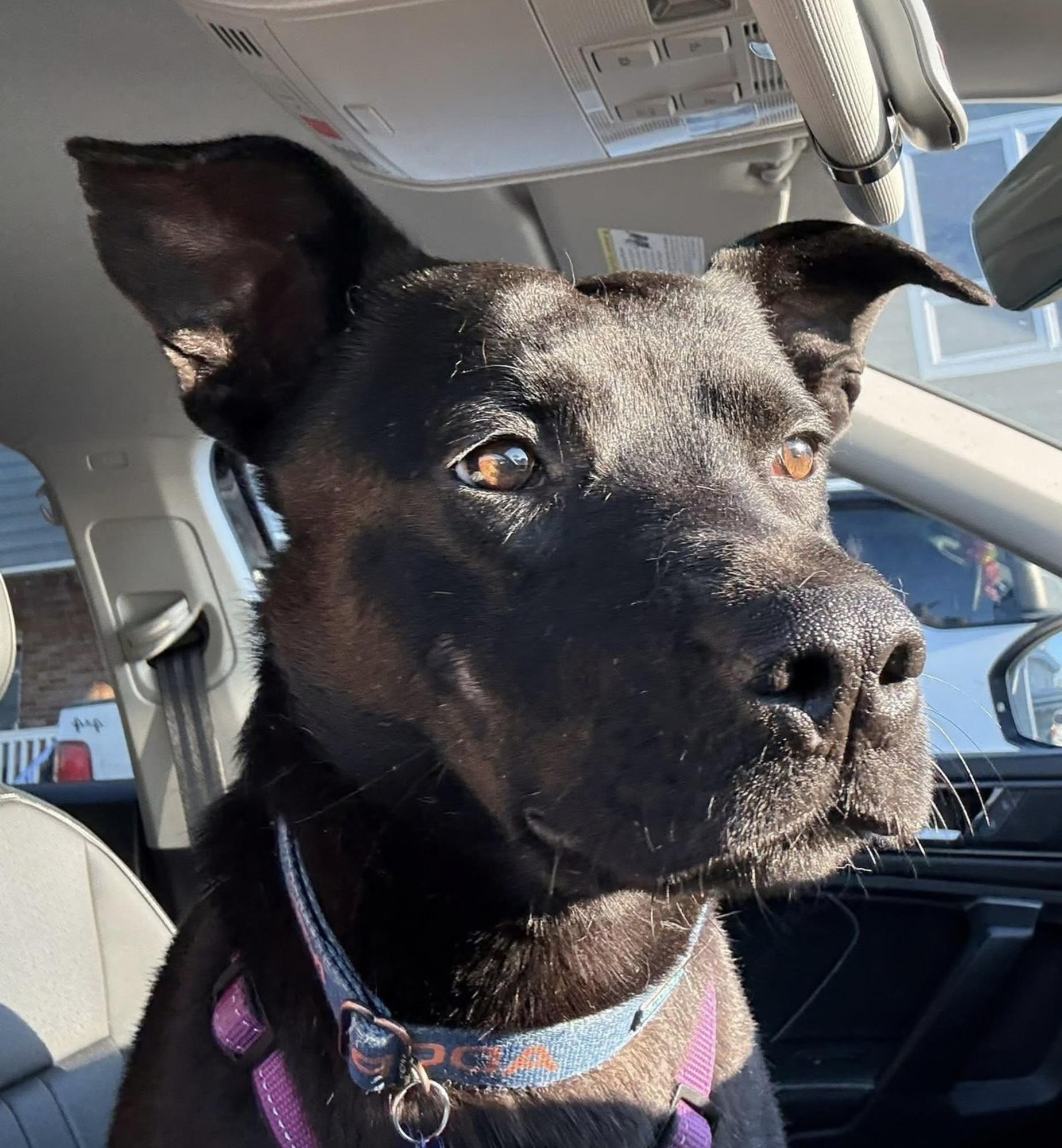 Happy, ADOPTABLE, Adult Male Black Labrador Retriever.