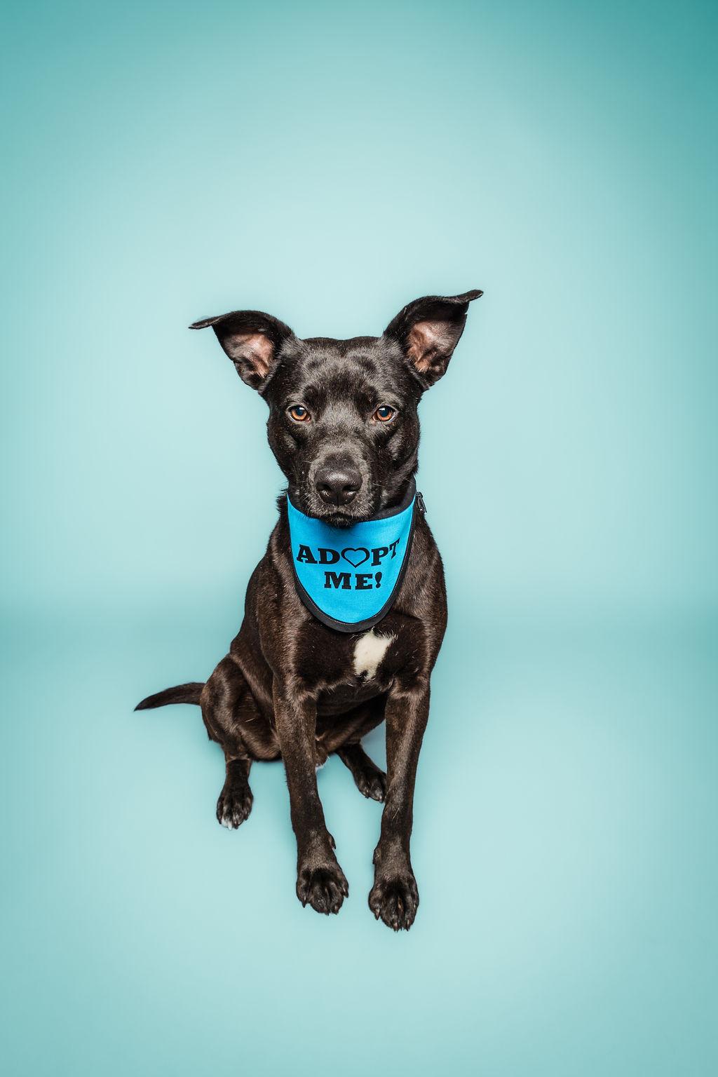 Enlarge Happy, a Adoptable mixed breed in Columbia, MO image 3/5