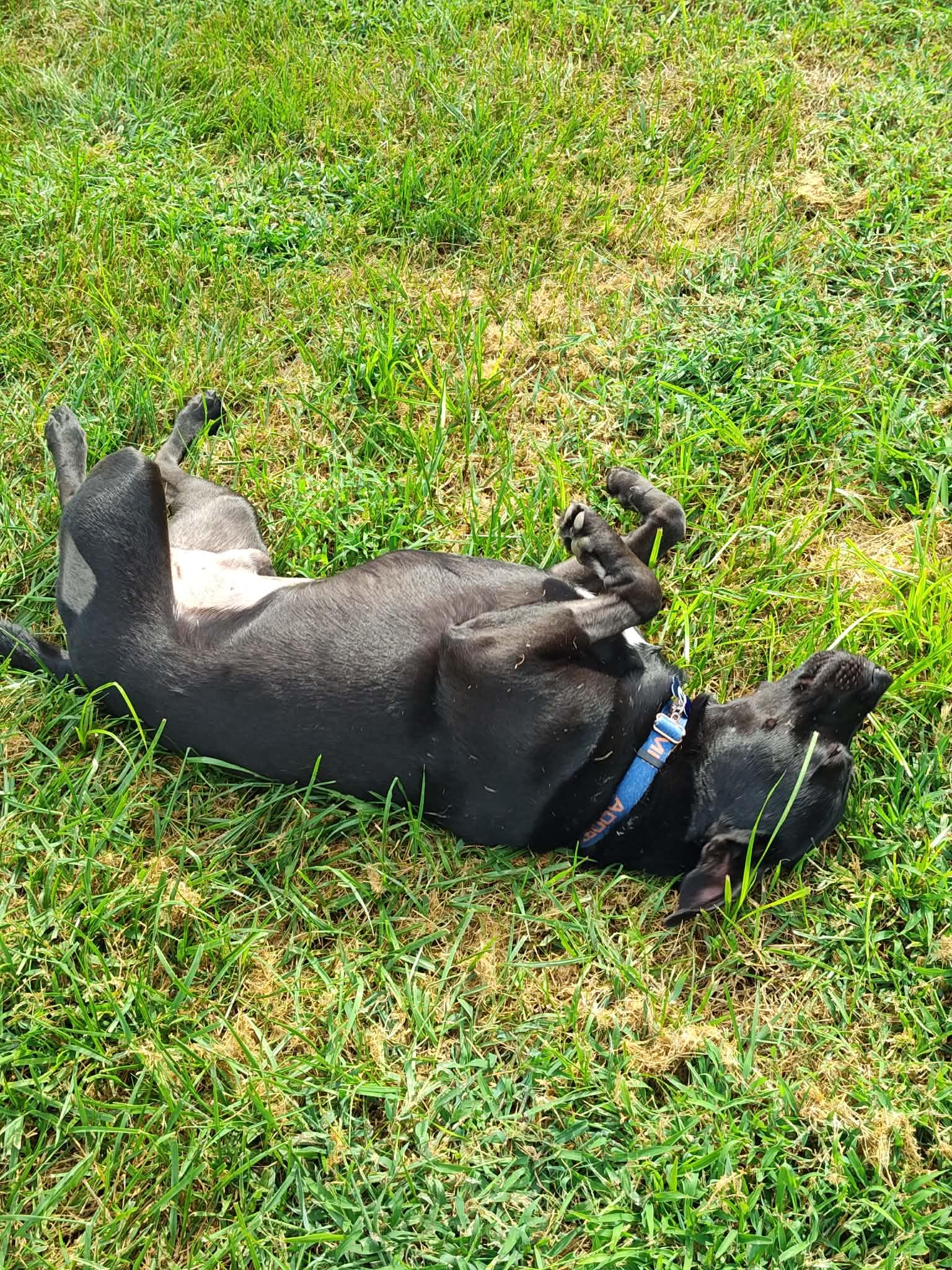 Enlarge Happy, a Adoptable mixed breed in Columbia, MO image 5/5
