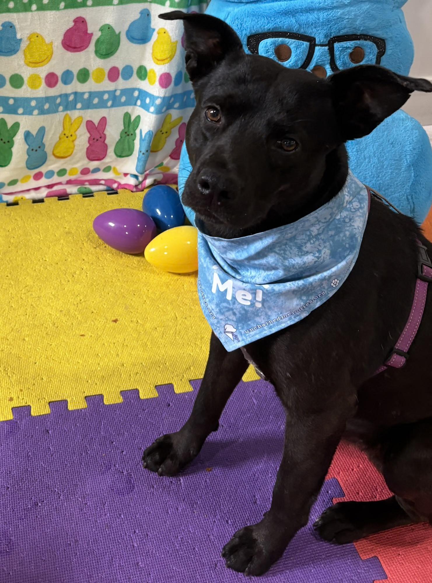 Enlarge Happy, a ADOPTABLE mixed breed in Columbia, MO image 3/3