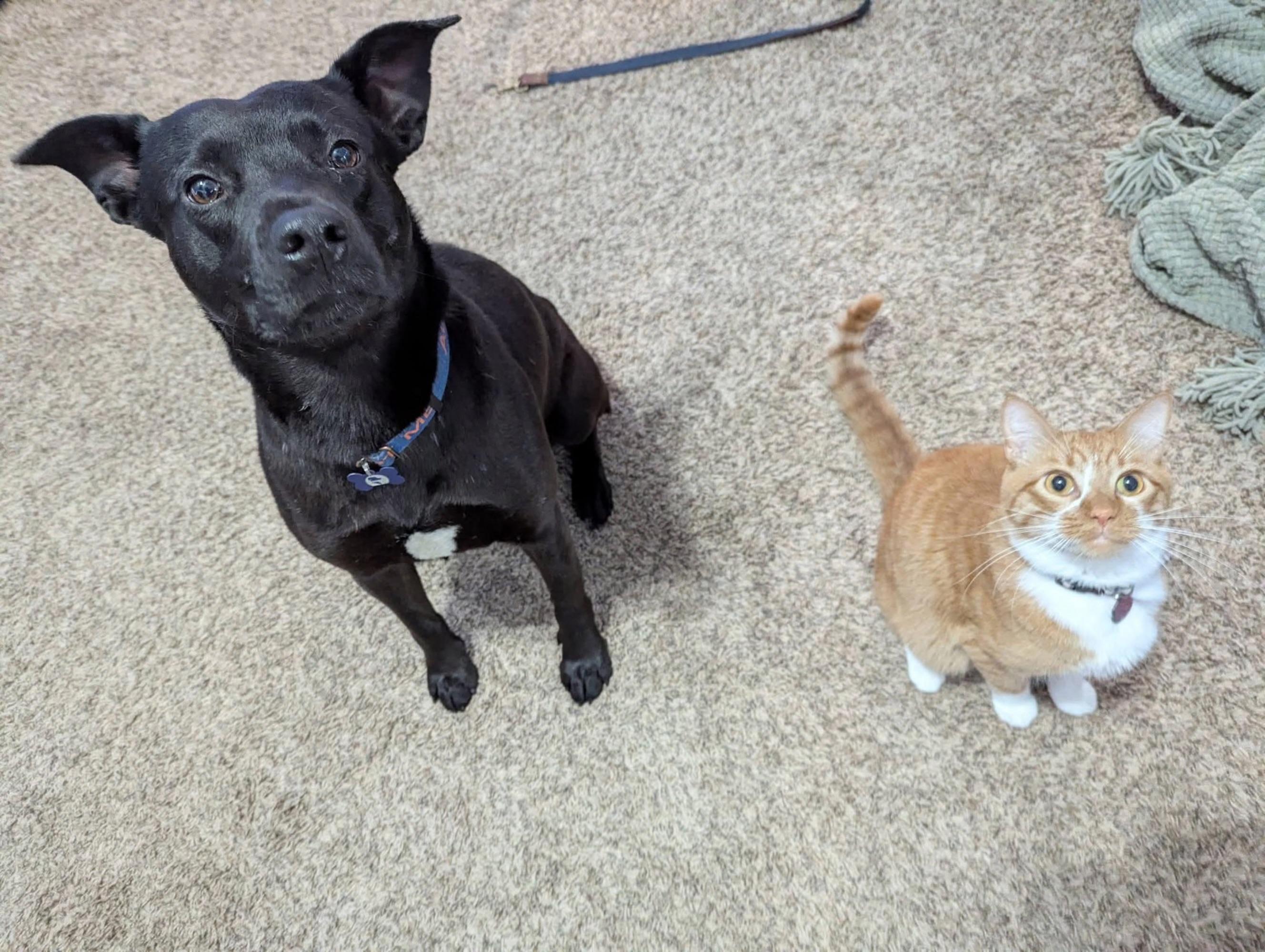 Enlarge Happy, a ADOPTABLE mixed breed in Columbia, MO image 2/3