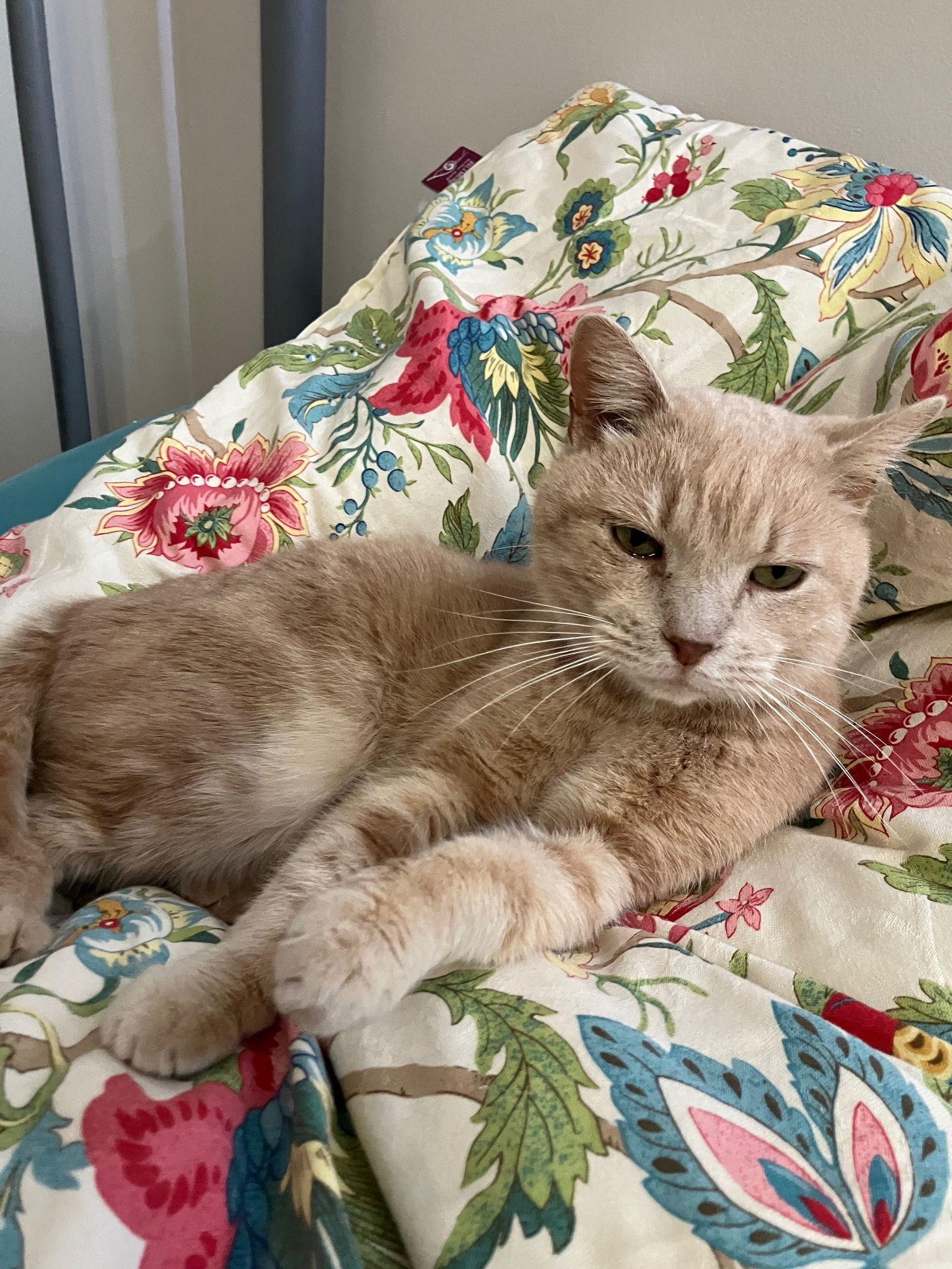 Nicolas: Not At shelter (Kelsey), Adoptable, Senior Male Domestic Short Hair.