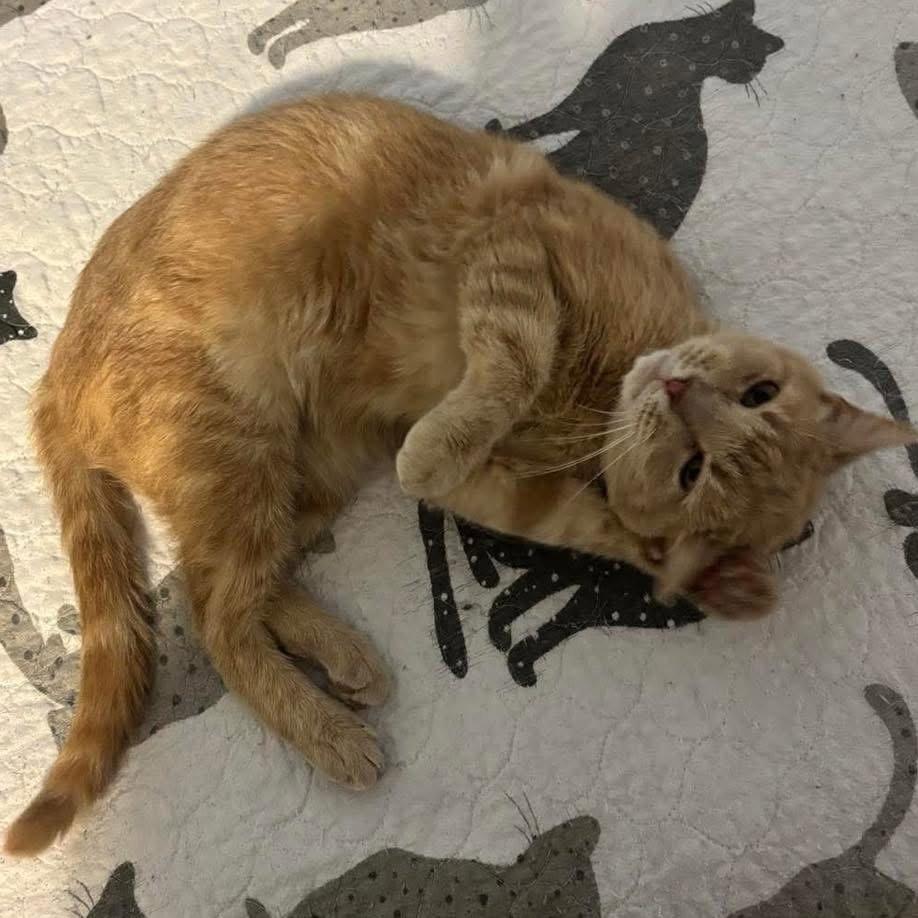 Enlarge Nicolas: Not At shelter (Kelsey), a Adoptable Domestic Short Hair in Rustburg, VA image 2/3