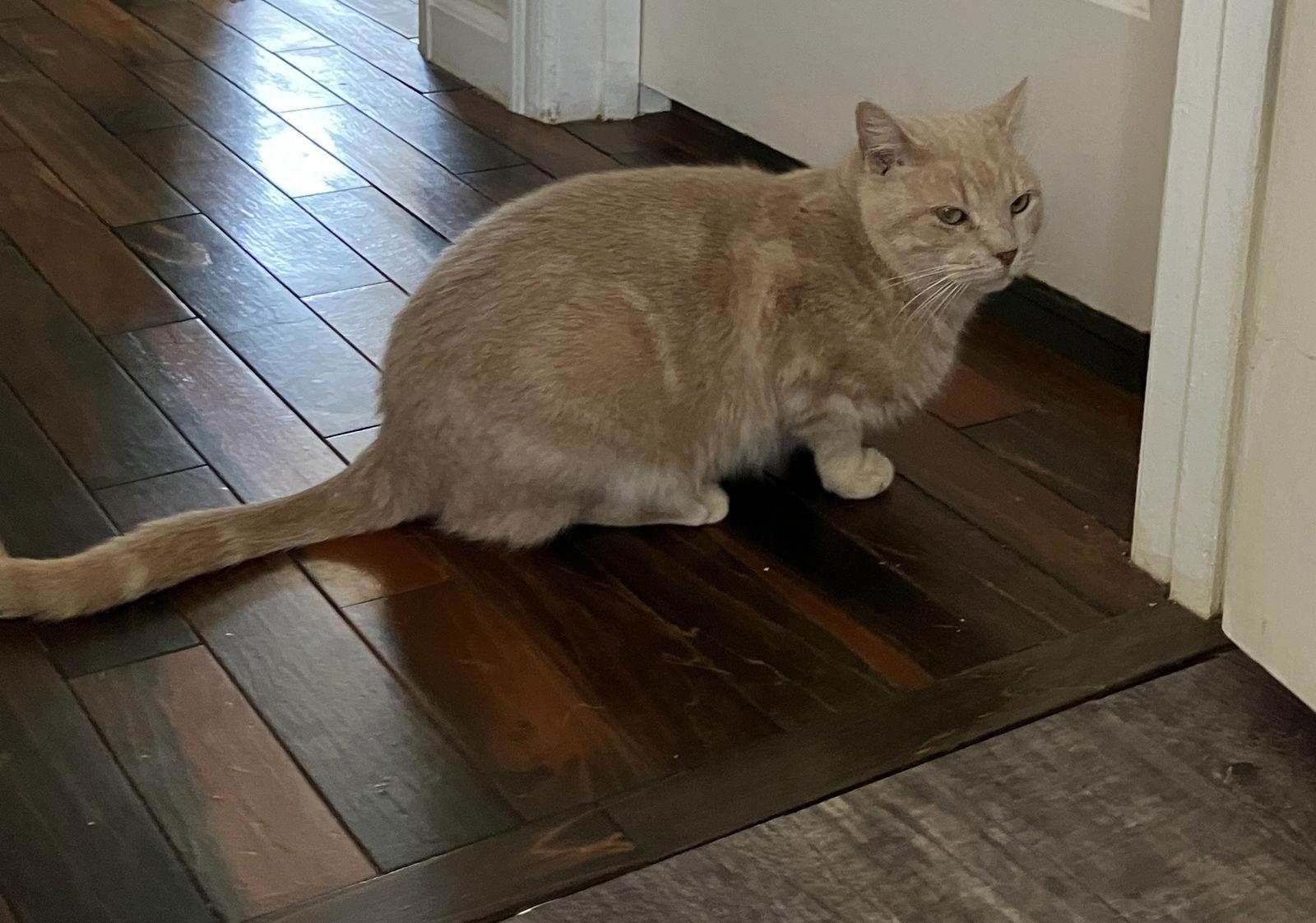 Enlarge Nicolas: Not At shelter (Kelsey), a Adoptable Domestic Short Hair in Rustburg, VA image 3/3