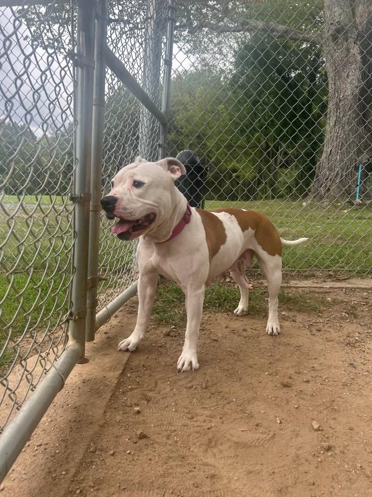 Wilma, Adoptable, Adult Female Pit Bull Terrier.