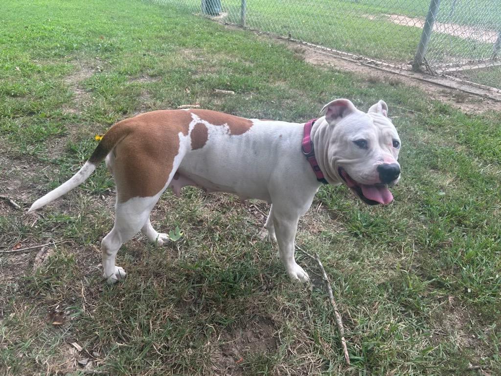 Enlarge Wilma, a Adoptable Pit Bull Terrier in Mineral, VA image 2/4