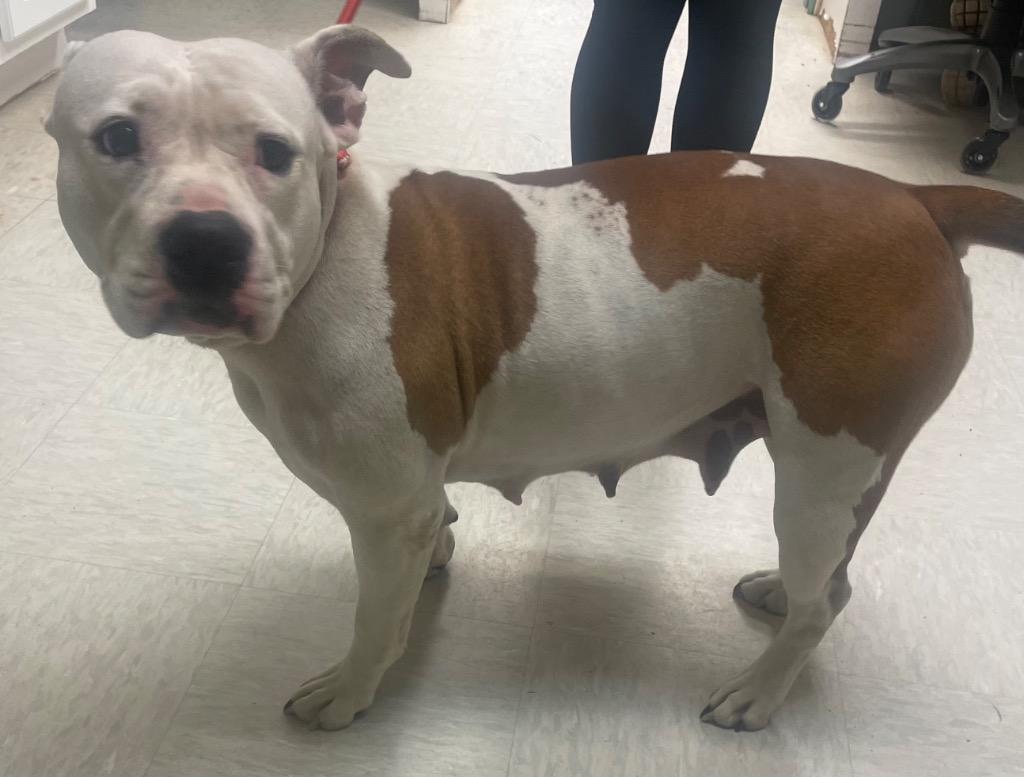 Wilma, Adoptable, Adult Female Pit Bull Terrier.