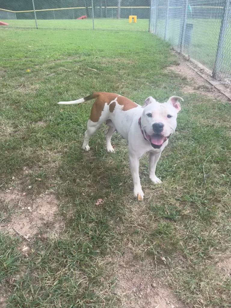 Enlarge Wilma, a Adoptable Pit Bull Terrier in Mineral, VA image 4/4
