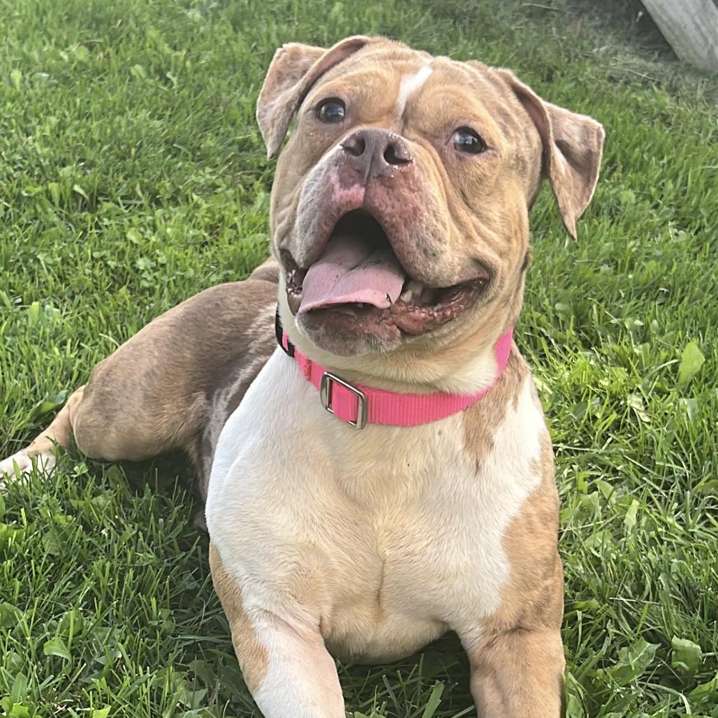 Clay, Adoptable, Adult Male English Bulldog & Mixed Breed.