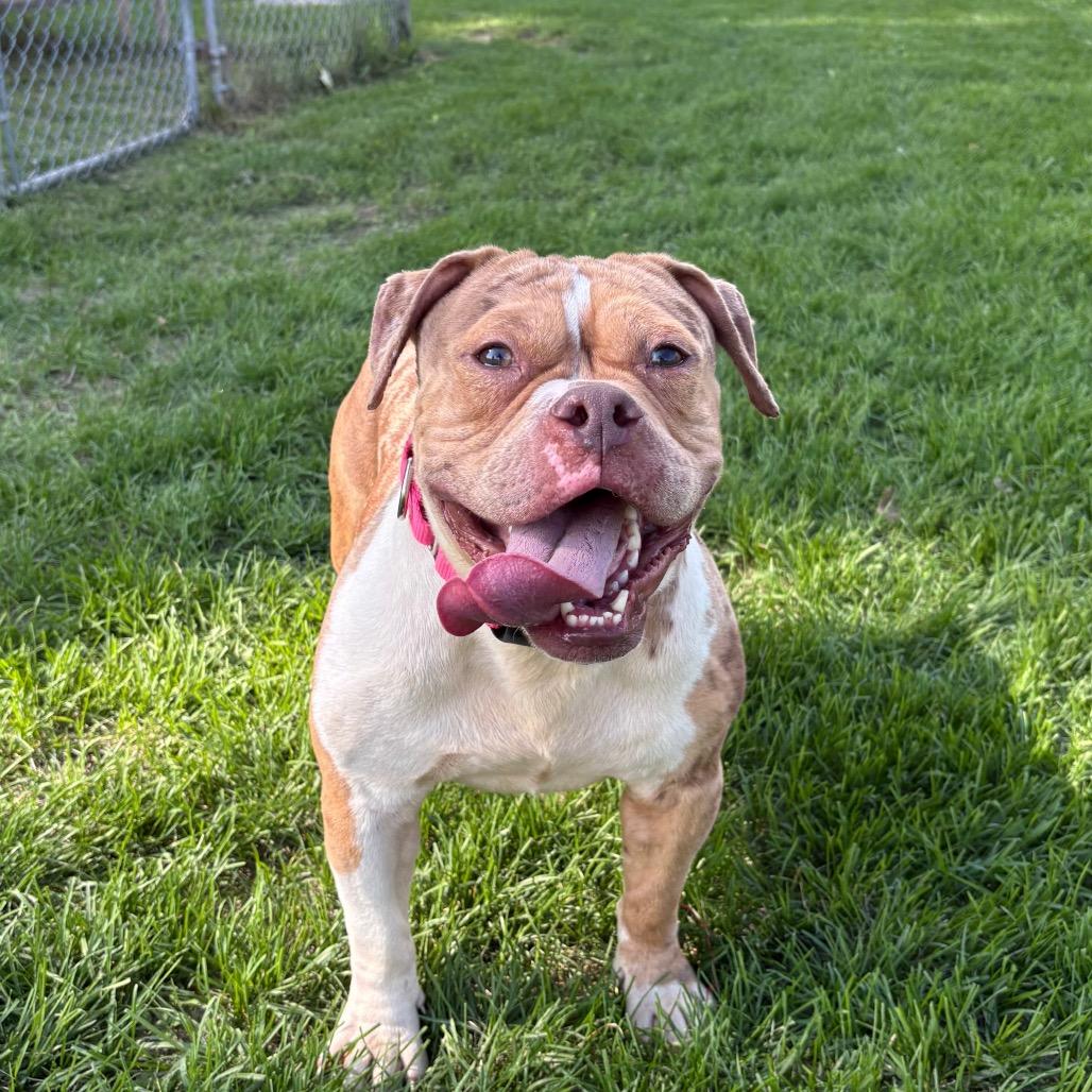 Clay, a Adoptable mixed breed in Brookfield, WI image 2/5