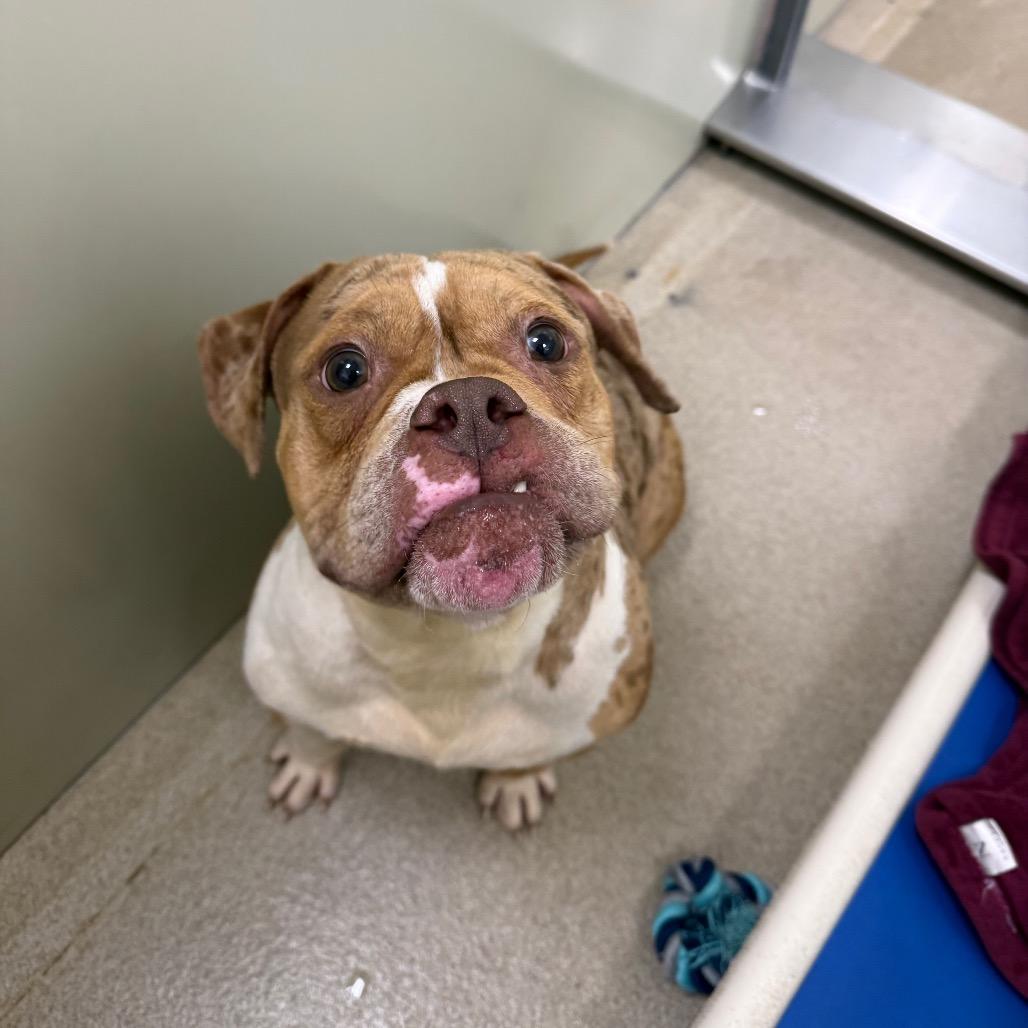 Clay, a Adoptable mixed breed in Brookfield, WI image 3/5