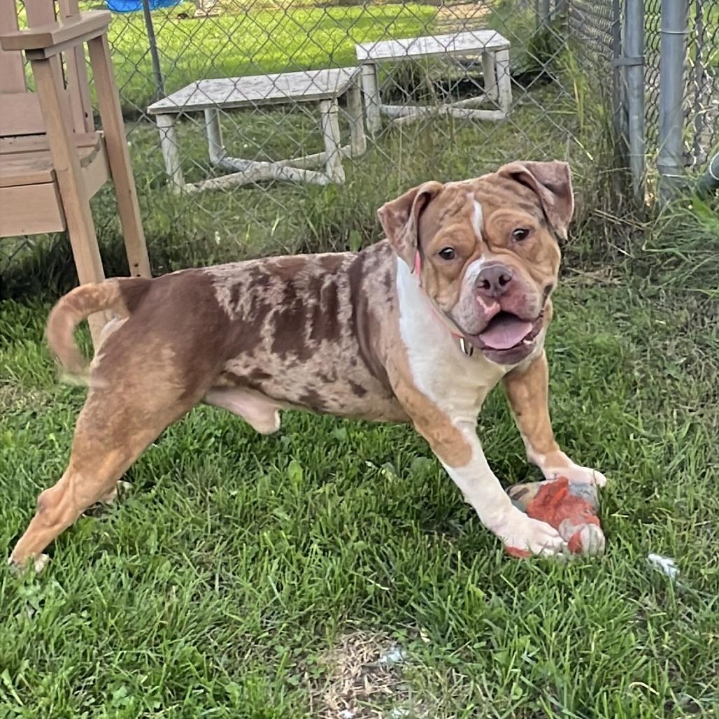 Clay, a Adoptable mixed breed in Brookfield, WI image 4/5
