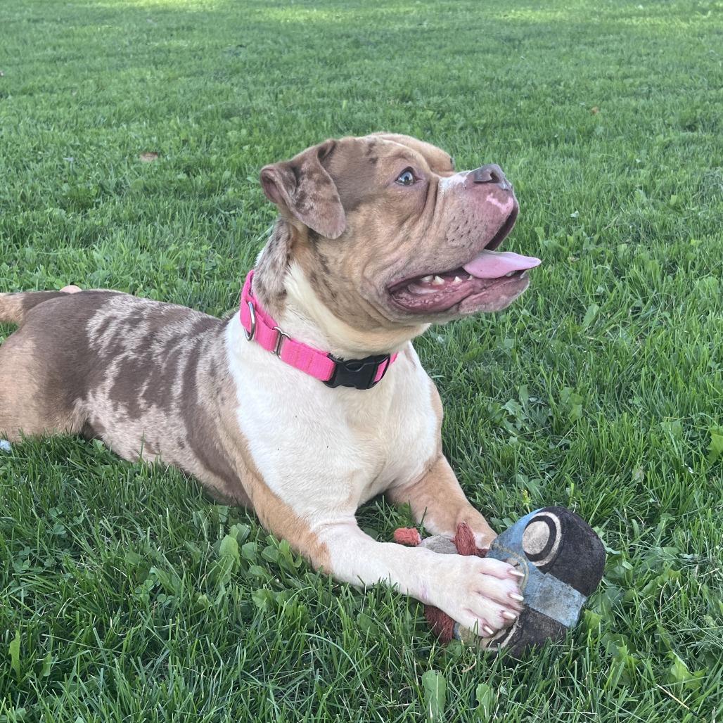 Clay, a Adoptable mixed breed in Brookfield, WI image 5/5