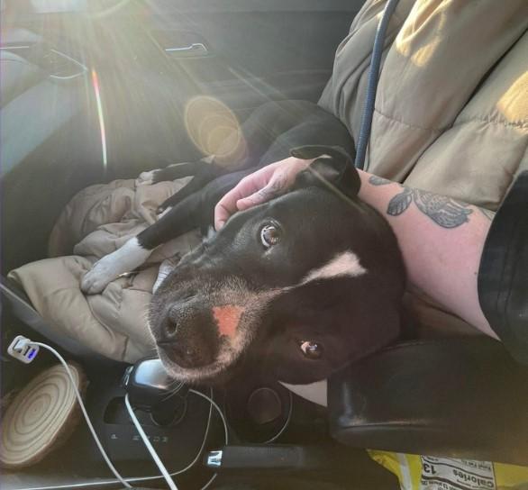 Enlarge Ray, a Adopted American Bully in Clovis, NM image 5/5