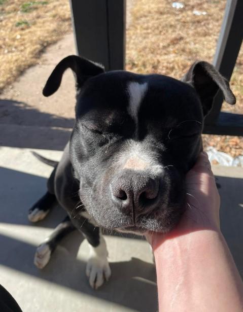 Enlarge Ray, a Adopted American Bully in Clovis, NM image 3/5