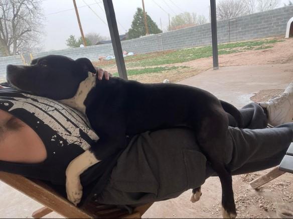 Enlarge Ray, a Adopted American Bully in Clovis, NM image 2/5