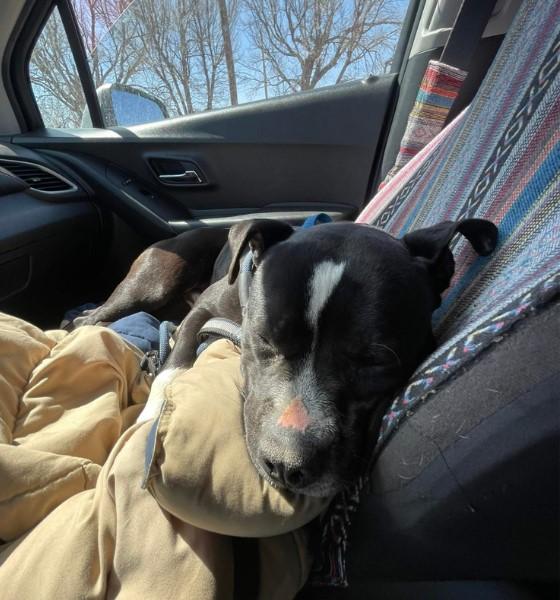 Enlarge Ray, a Adopted American Bully in Clovis, NM image 4/5