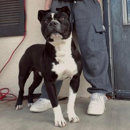 Ray, Adopted, Adult Male American Bully.