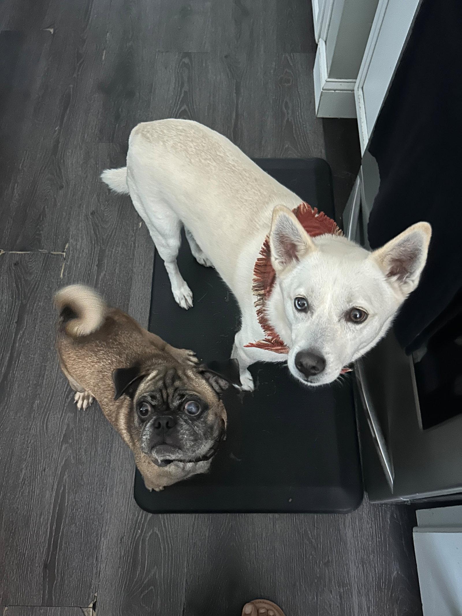 Enlarge Pop - perfect pug!, a Adoptable mixed breed in Oakhurst, NJ image 1/3