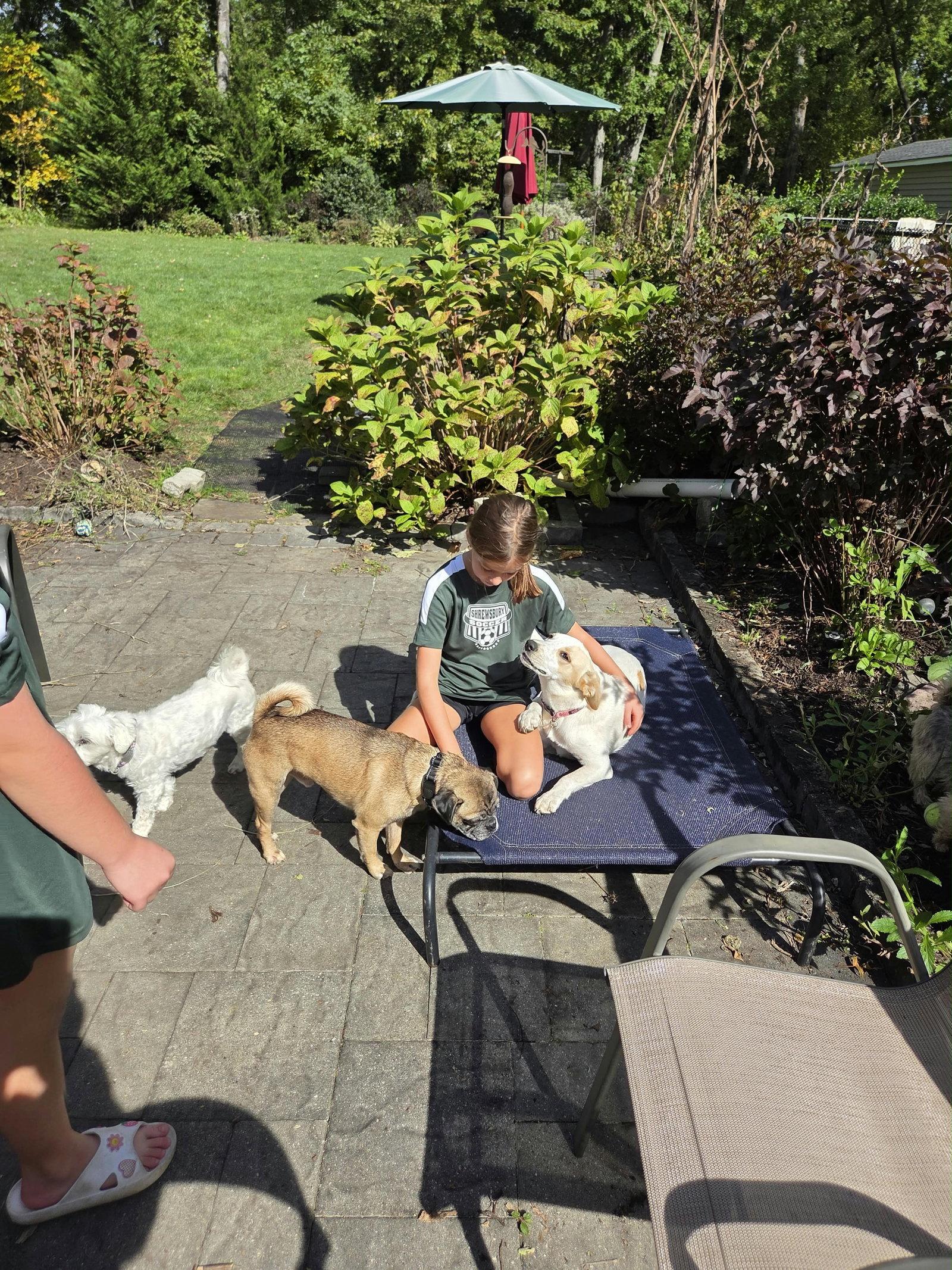 Enlarge Pop - perfect pug!, a Adoptable mixed breed in Oakhurst, NJ image 2/3