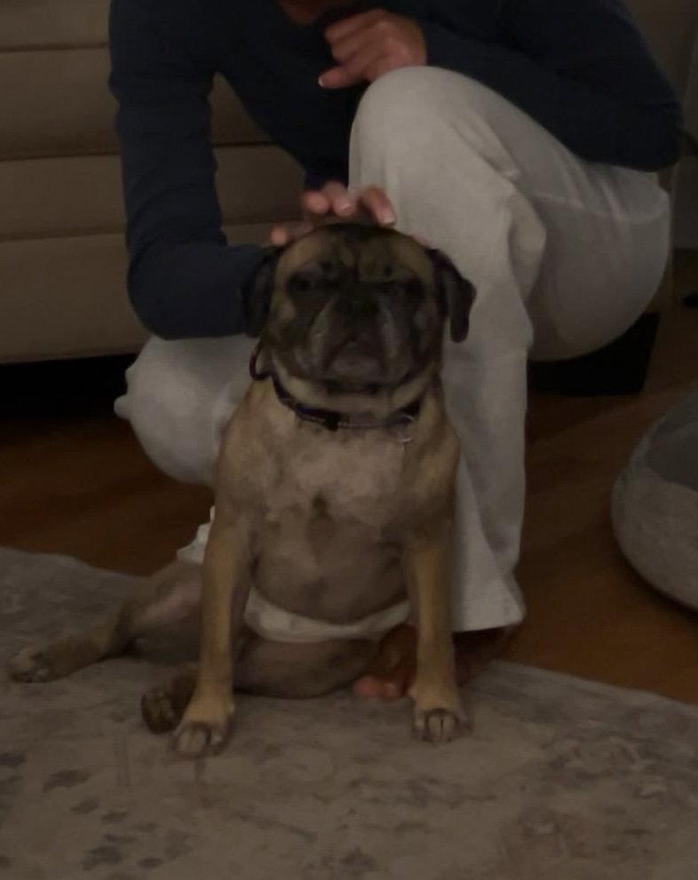 Enlarge Pop - perfect pug!, a Adoptable mixed breed in Oakhurst, NJ image 3/3