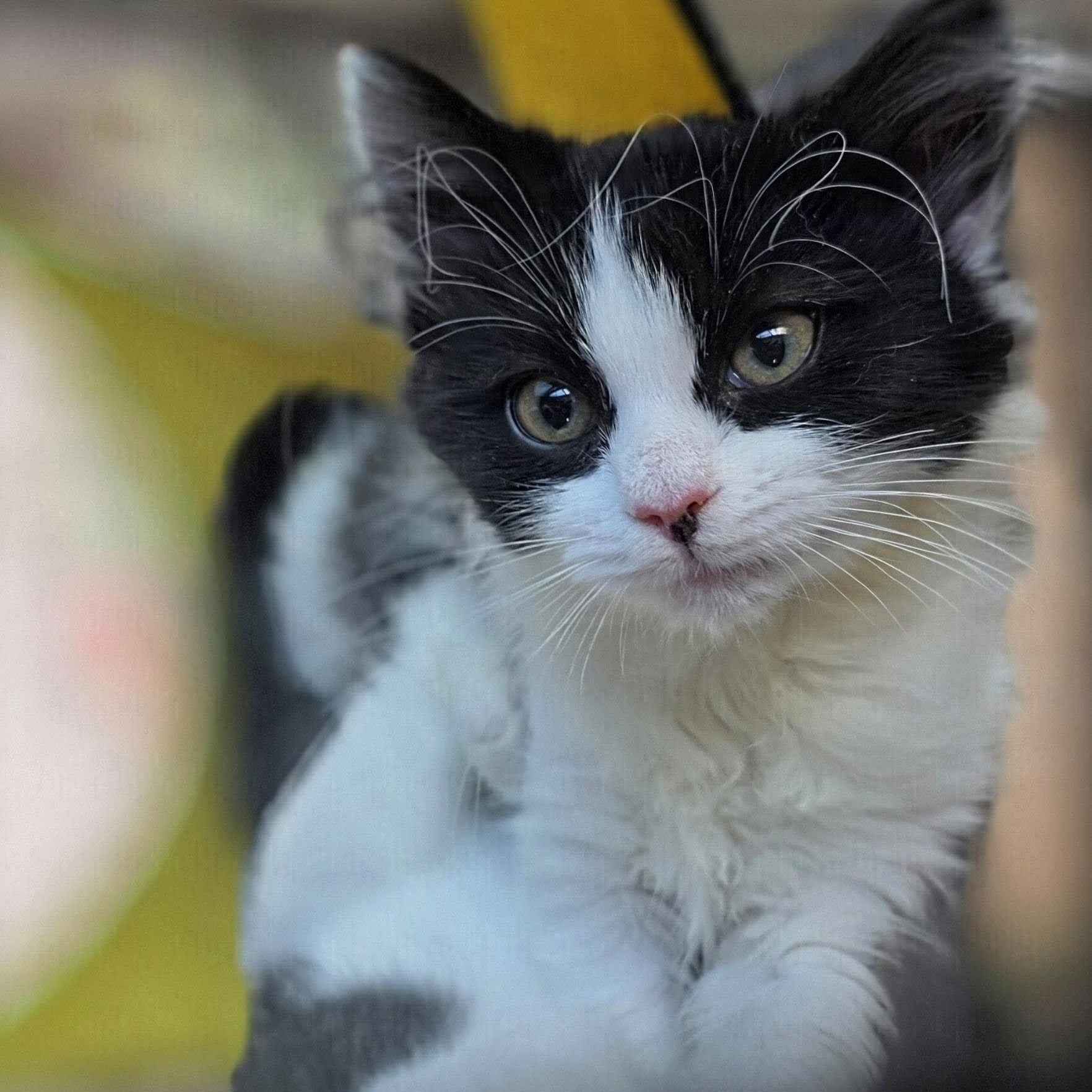 Aspasia, a ADOPTABLE Domestic Short Hair in Salt Lake City, UT image 2/5